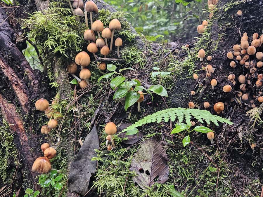 2-day tour from Antigua 1 night in Acatenango Volcano - Day 1 climb details: pine and agricultural edges to base camp at 4:00 PM