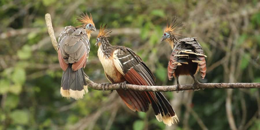 Amazonas Manu Cultural Zone 4 Days / 3 Nights - Key Things That Make This Trip Worth Your Time