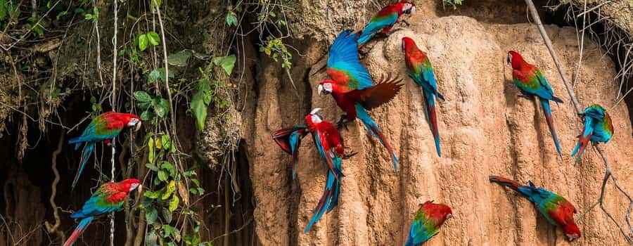 Amazonas Manu Cultural Zone 4 Days / 3 Nights - Day 2: Watchtower Nature Walk, Atalaya Transfers, and Cocha Maravilla by Raft