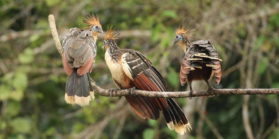 Amazonas Manu Cultural Zone 4 Days / 3 Nights - Who This Trip Suits Best (And Who Might Feel Mis-matched)