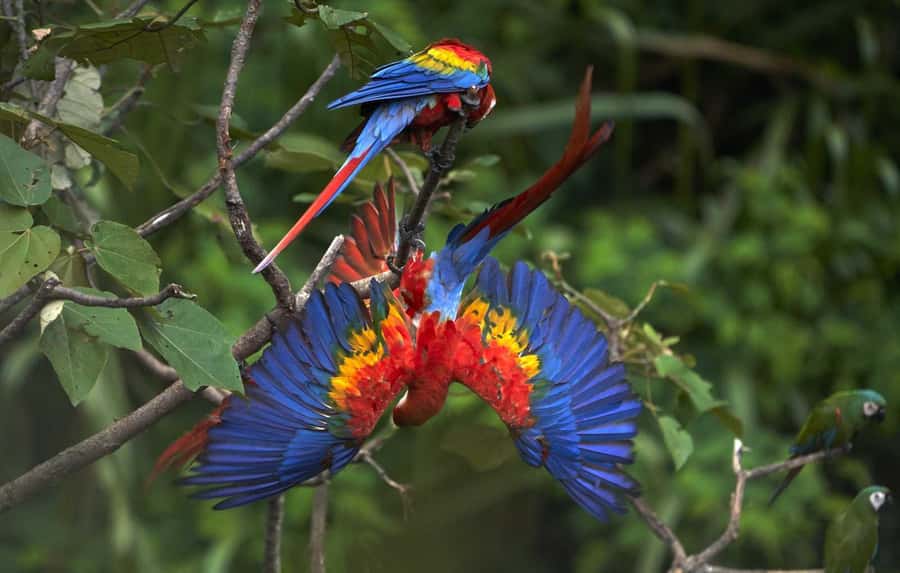 Amazonas Manu Cultural Zone 4 Days / 3 Nights - Day 1: Cusco Pickup, Ajanaco Cloud Forest Hike, and Lodge Reset
