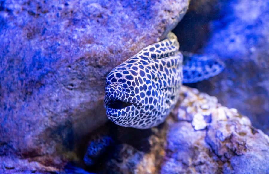 AquaRio and Olympic Boulevard Small Group Tour - Key Things I’d Prioritize Before You Go
