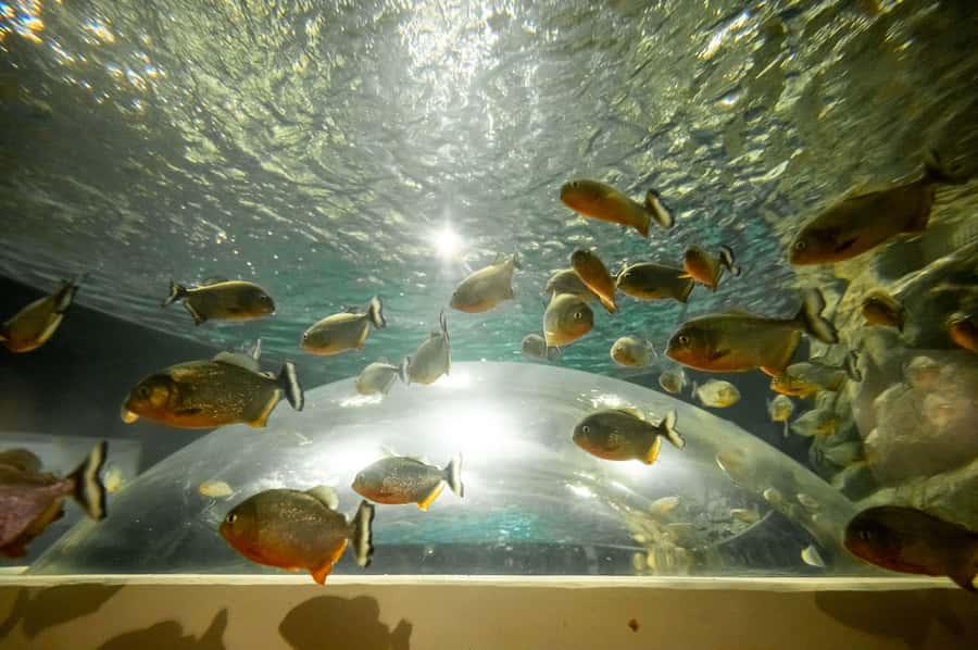 AquaRio and Olympic Boulevard Small Group Tour - AquaRio: The Aquarium That Feels Like an Underwater Ride