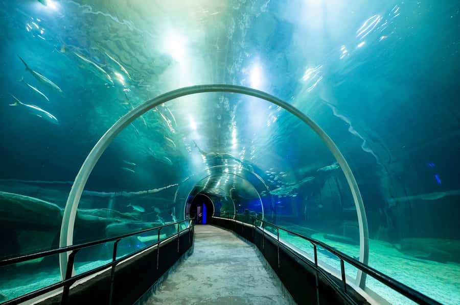 AquaRio and Olympic Boulevard Small Group Tour - Price and Value: Why $65 Can Make Sense