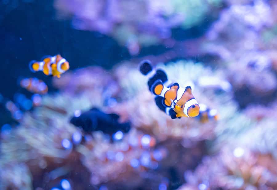 AquaRio and Olympic Boulevard Small Group Tour - Practical Tips So You Enjoy It More