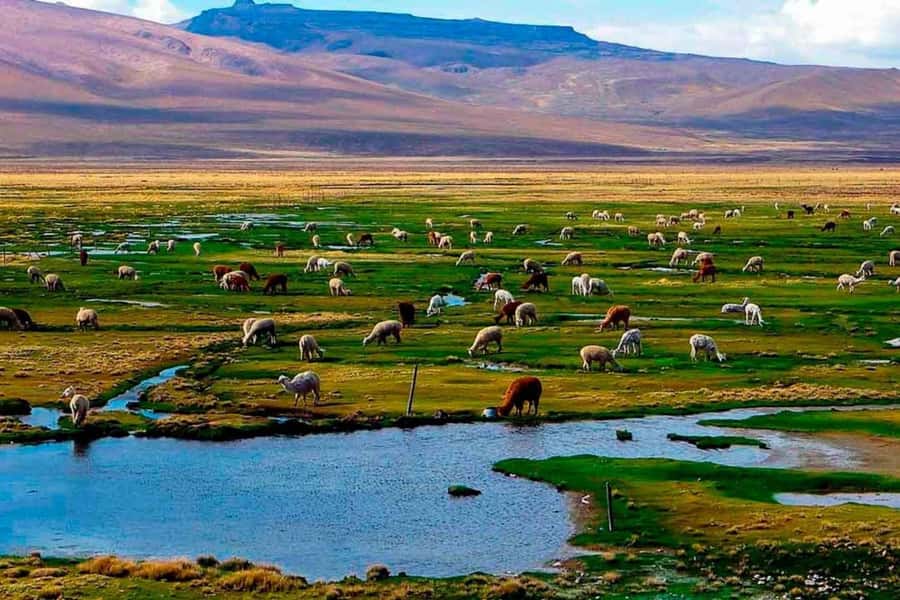 Arequipa: 1-Day Colca Canyon + Thermal Baths Tour - Key Highlights Worth Your Attention