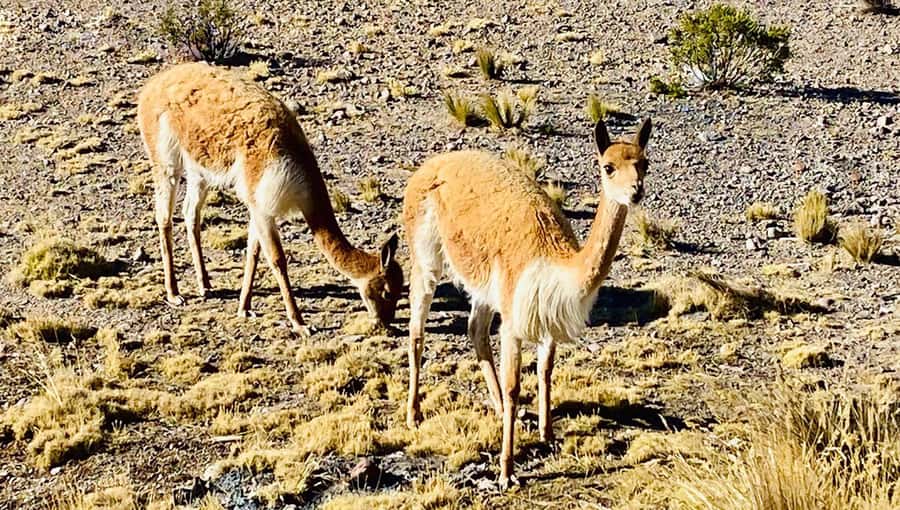 Arequipa: Catarata de Pillones and Bosque de Piedras Tour - Why Catarata de Pillones + Bosque de Piedras makes sense in one day