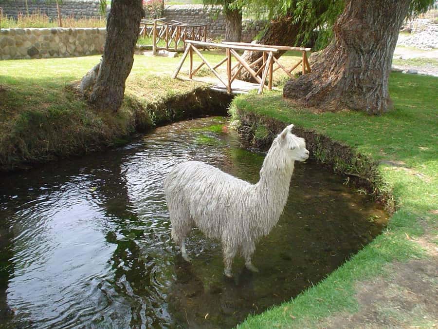 Arequipa Panoramic Bus Tour - Yanahuara Mirador Church and Plaza: A Strong Side of the Loop