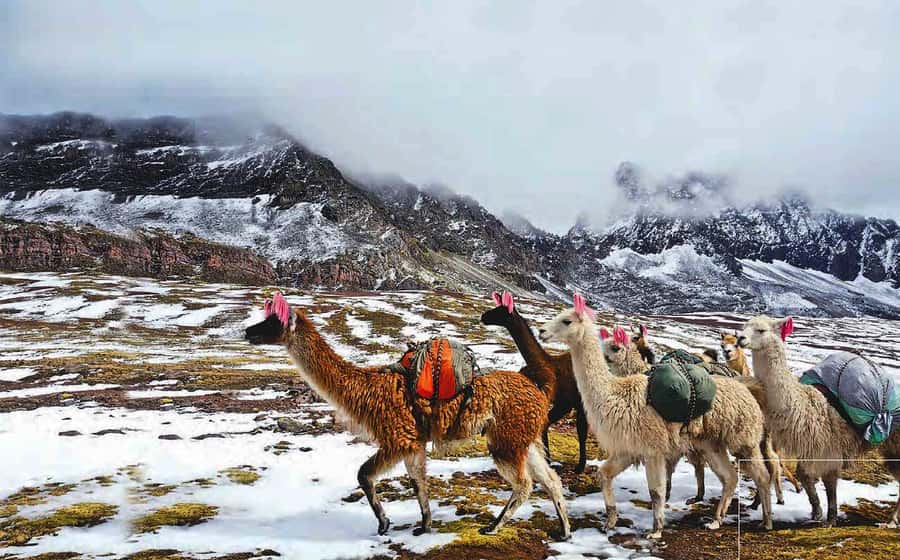 Arrive before the crowd to the Mountain in private service - Who should book this private Rainbow Mountain early tour