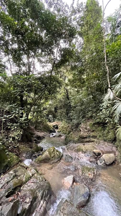 Avistamiento de aves en Minca Sierra Nevada de Santa Marta - La caminata de 3 horas en plena Sierra Nevada de Santa Marta