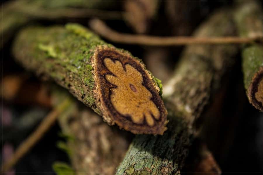 Ayahuasca Ceremony 1 Day in Cusco - Quick hits you’ll care about