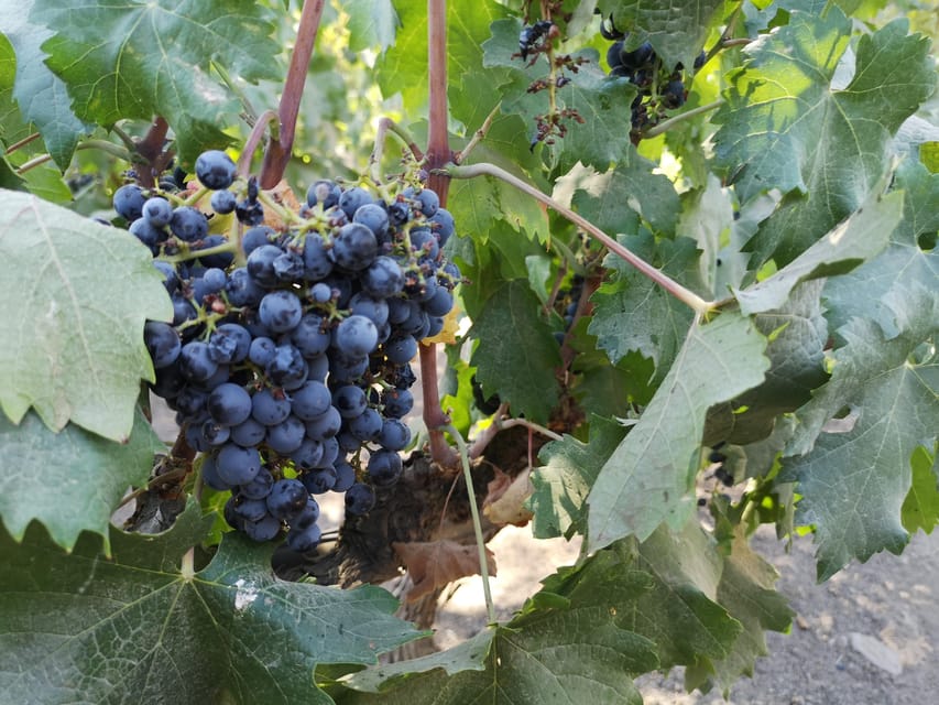 Bahá’í Temple, Winery and Lapis Lazuli + Private Transport - What you get for $159: tastings, gifts, and a guide-led day