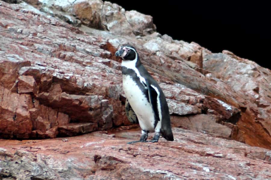 Ballestas Islands and Huacachina Oasis Half-Day Tour - Key Points You’ll Care About