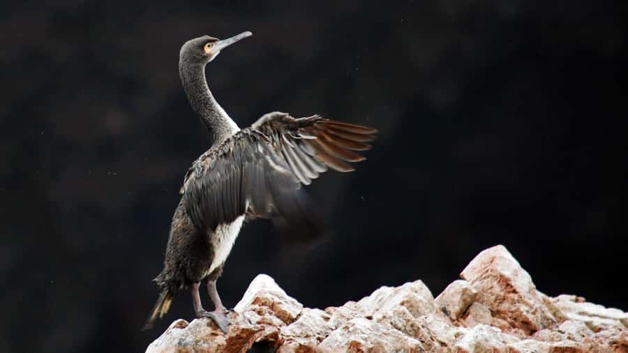 Ballestas Islands and Huacachina Oasis Half-Day Tour - Speedboat to Ballestas: Paracas Starts the Day Loud
