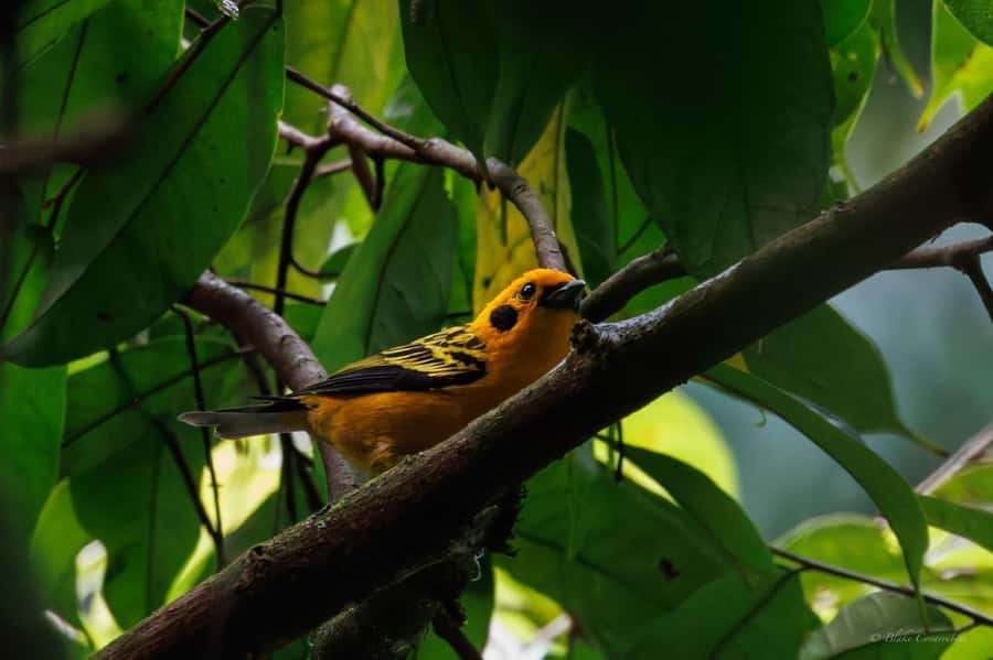 Birding Medellin with expert bird-watcher (Private) - Expect hills and bring real rain gear