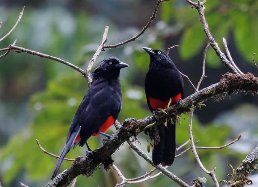 Birding Medellin with expert bird-watcher (Private) - Sabaneta-Parque Ecológico La Romera: the mountains do the heavy lifting