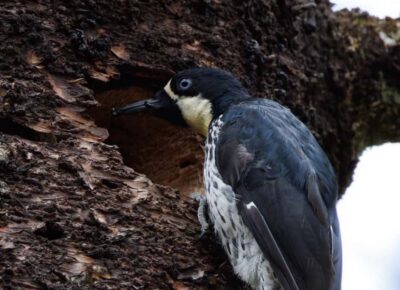 Birding Medellin with expert bird-watcher (Private) - Finding the guide at Estación Metro Estrella