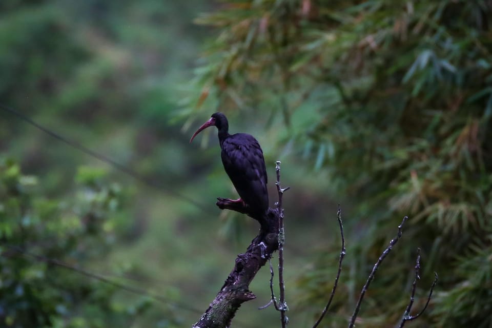 Birding Medellin with expert bird-watcher (Private) - How the ornithologist actually helps you spot birds
