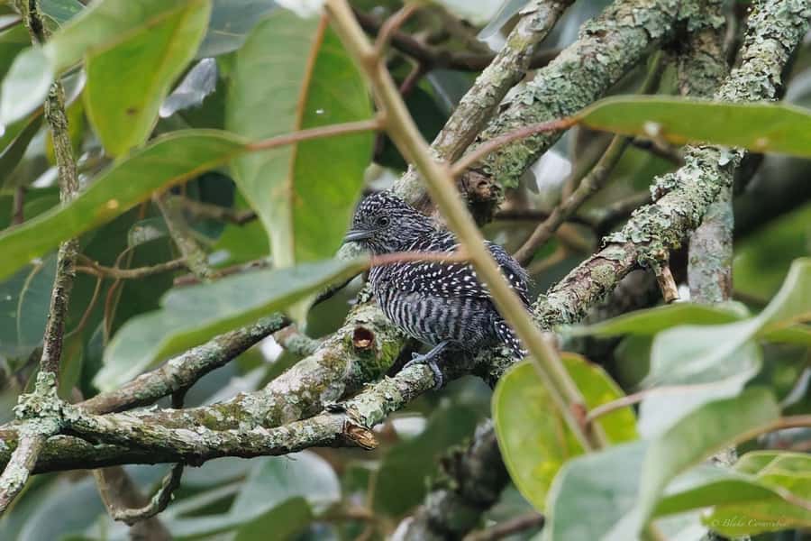 Birding Medellin with expert bird-watcher (Private) - The bird list app: your learning tool, not just a souvenir