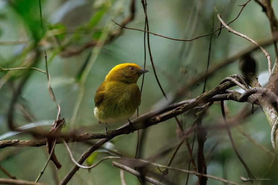 Birding Medellin with expert bird-watcher (Private) - Binoculars, weather, and the gear that keeps the day fun