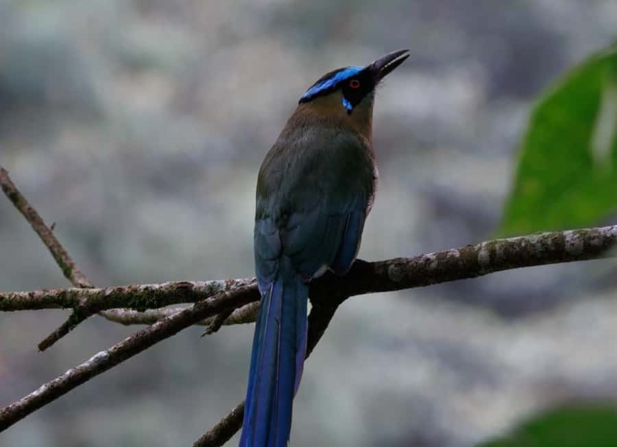 Birding Medellin with expert bird-watcher (Private) - Six hours of footwork: stops, slow pace, and self-led scanning