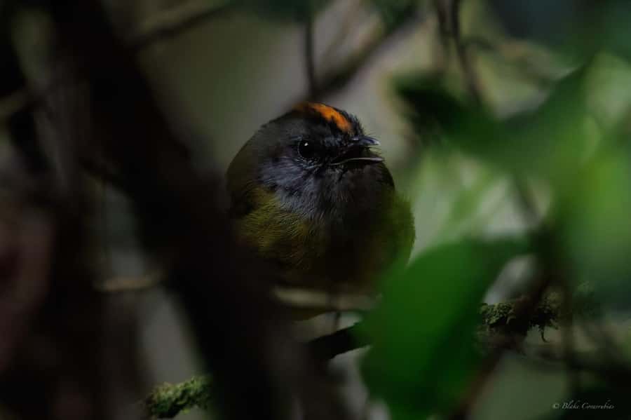 Birding Medellin with expert bird-watcher (Private) - What you might see: endemics, hummingbirds, and the birds that win the day