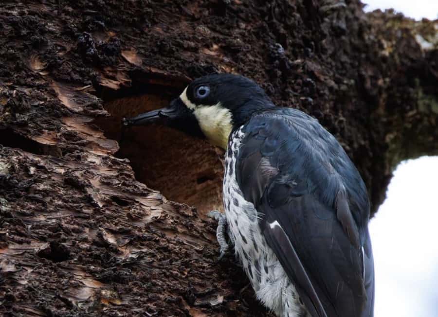 Birding Medellin with expert bird-watcher (Private) - Finding the guide at Estación Metro Estrella