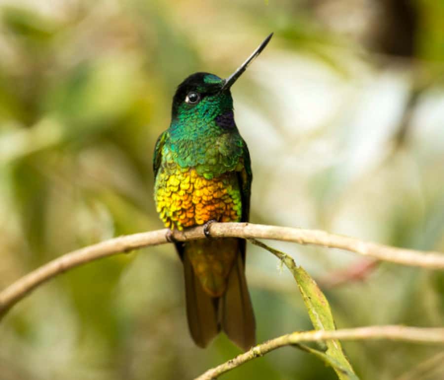 Birdwatching Day Tour at Chicaque Natural Park - Why Chicaque birding feels different than a casual hike