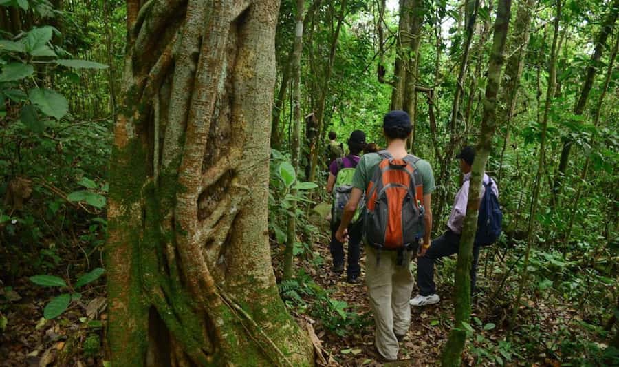 Birdwatching Day Tour at Chicaque Natural Park - The 8-hour day trip: how the timing shapes your experience