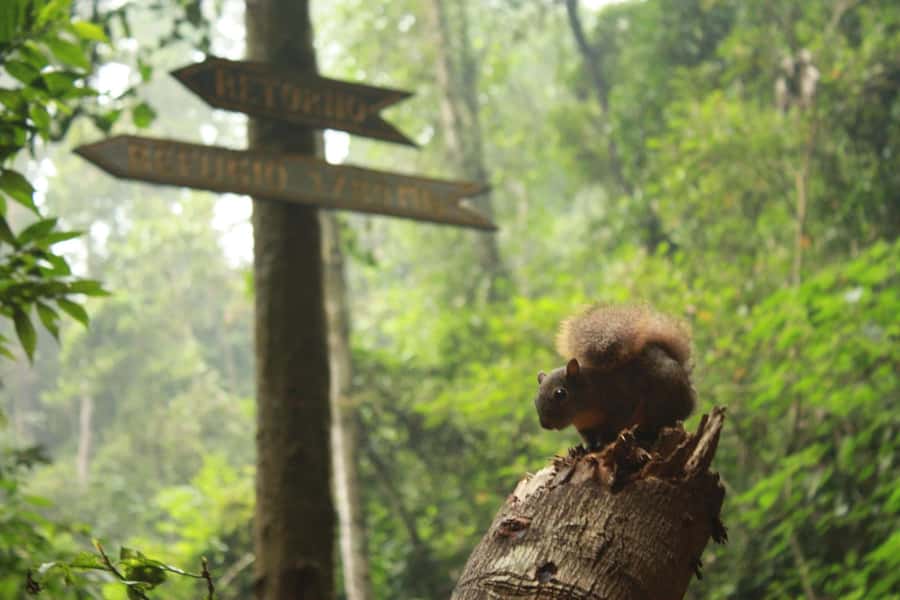 Bogota: Explore the forest and bird watching at Chicaque Natural Park - Entering Chicaque: Cloud Forest Air and Trail Focus