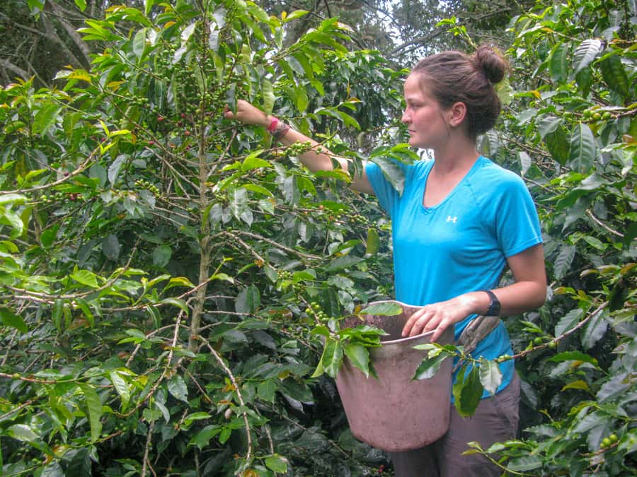 Bogotá: Guided Coffee Tour with Lunch, and Pickup & Drop-Off - Bogotá to Fusagasugá: why this trip works
