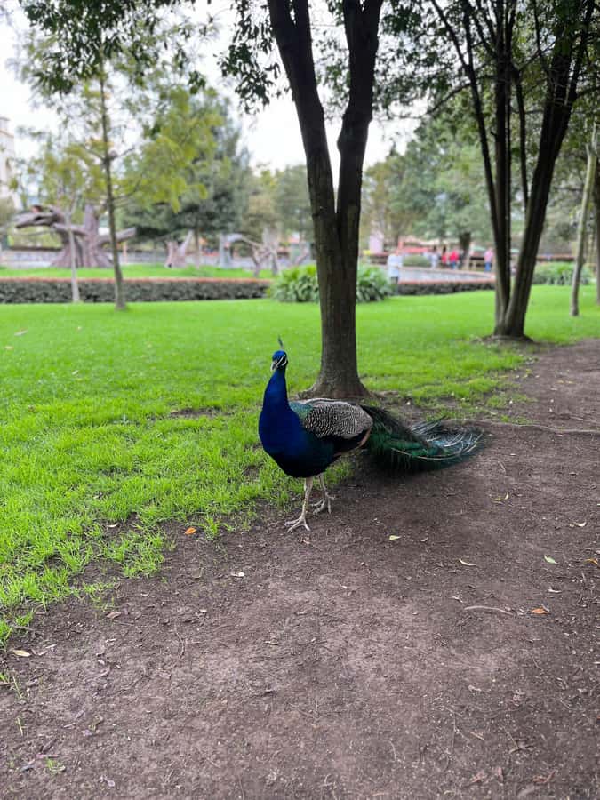 BOGOTA: Tour of Jaime Duque Park, Zoo, and Aerospace Museum - Los Angeles Fountain Garden and the Medieval Castle switch the vibe