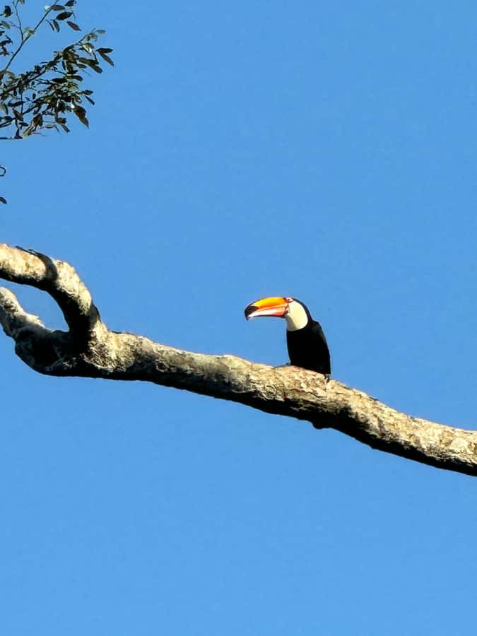 Brazilian Iguassu Falls,Bird park Boat Safari all tickets - Key things that make this day work