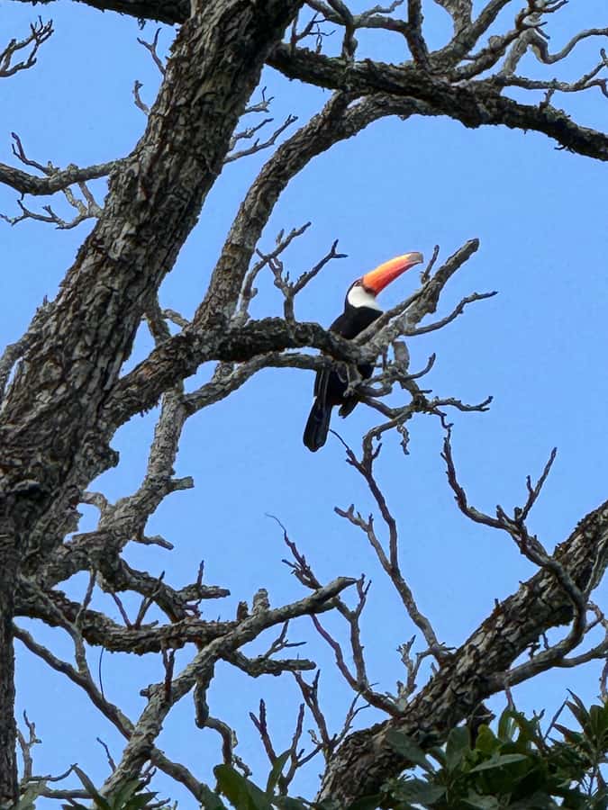 Brazilian Iguassu Falls,Bird park Boat Safari all tickets - What you get for $321: value comes from tickets, transport, and time saved