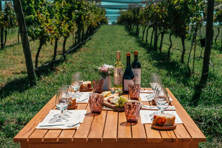 Buenos Aires: Wine Tasting & Lunch at Gamboa Vineyard - Key highlights to know before you go