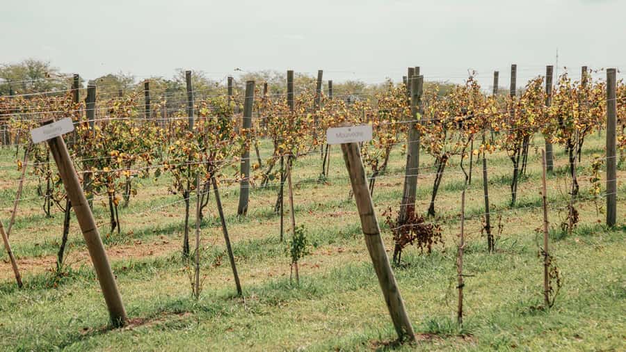 Buenos Aires: Wine Tasting & Lunch at Gamboa Vineyard - Vineyard tour tastings: 2 wines and what to watch for