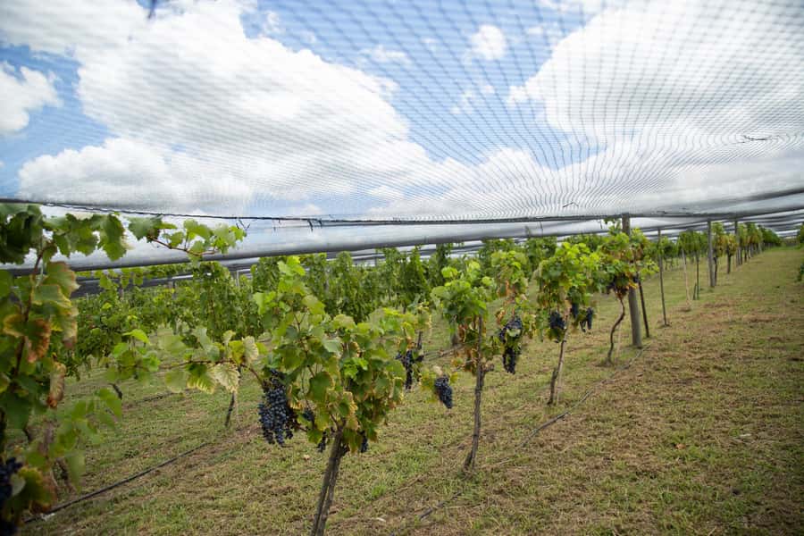Buenos Aires: Wine Tasting & Lunch at Gamboa Vineyard - Wine and beer pairing logic: how the day stays balanced