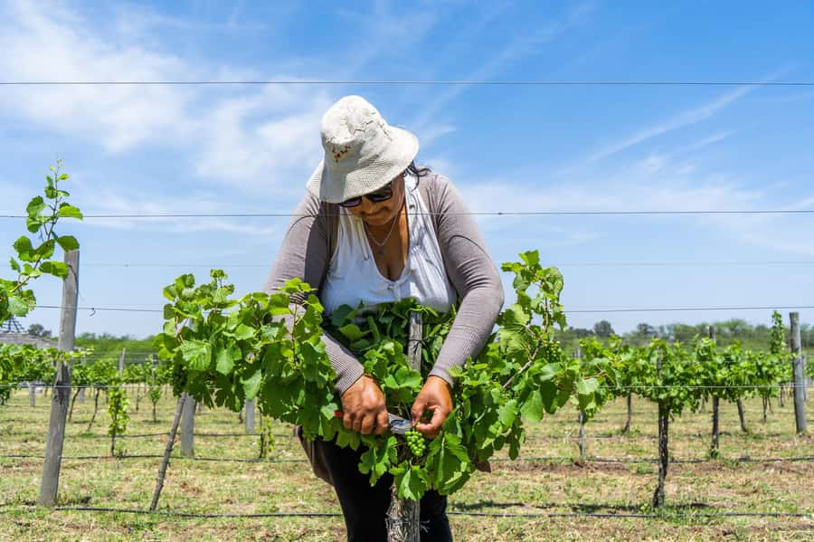 Buenos Aires: Wine Tasting & Lunch at Gamboa Vineyard - Driver and guide touches that make the day easier