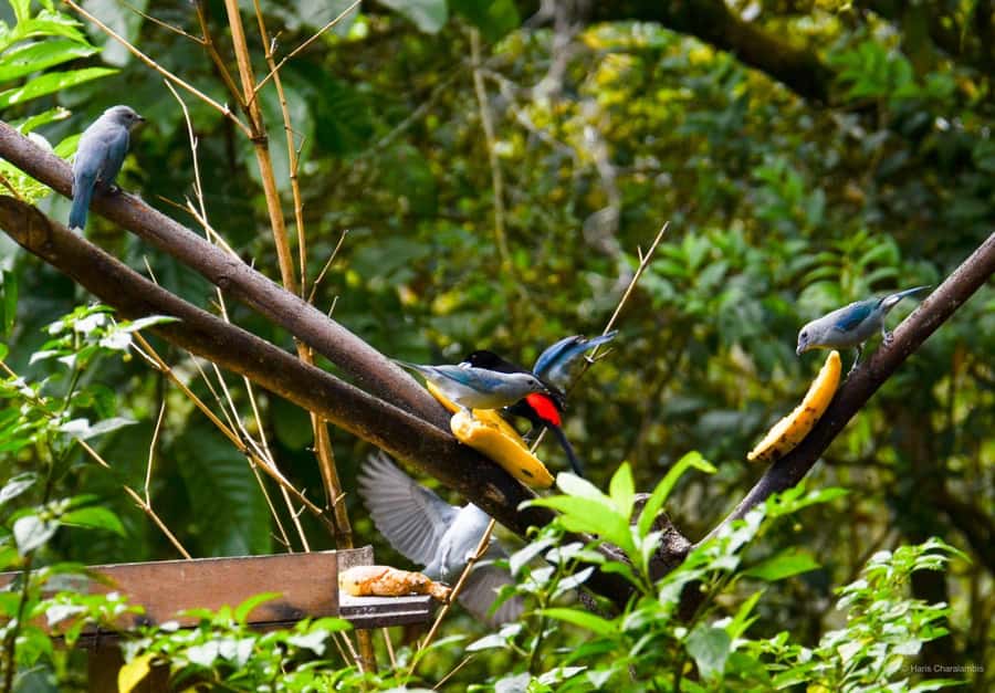 Cali: Bird Watching in The San Antonio Fog Forest - Key things to know before you go