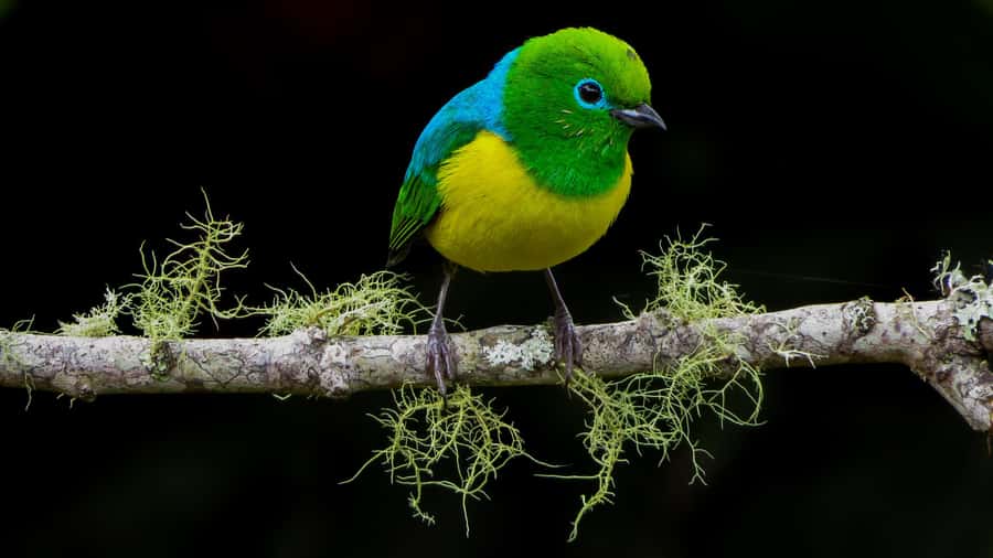 Cali: Bird Watching in The San Antonio Fog Forest - From Intercontinental Cali to the Fog Forest: Easy pickup, real time outside