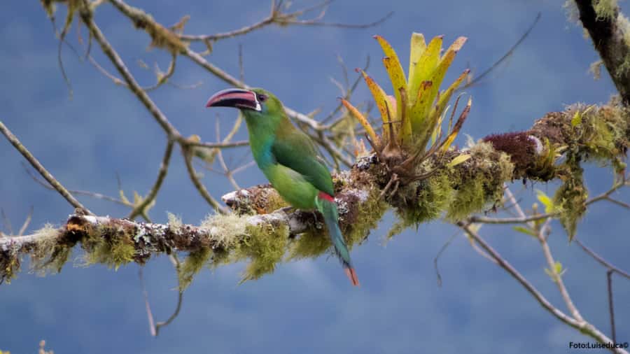 Cali: Bird Watching in The San Antonio Fog Forest - The tour route inside the forest: 6 observation and photography areas