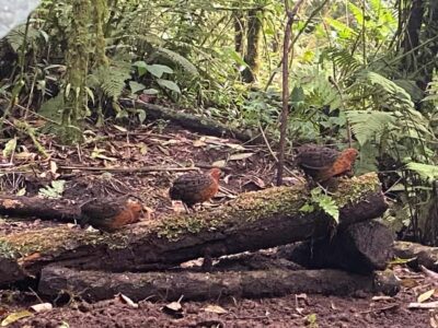 Cali: Bird Watching in The San Antonio Fog Forest - The Bosque de Niebla San Antonio: What cloud forest birding feels like