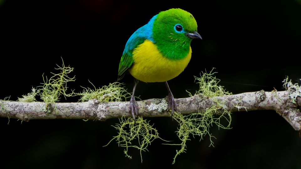 Cali: Bird Watching in The San Antonio Fog Forest - What to wear and bring for San Antonio Fog Forest weather