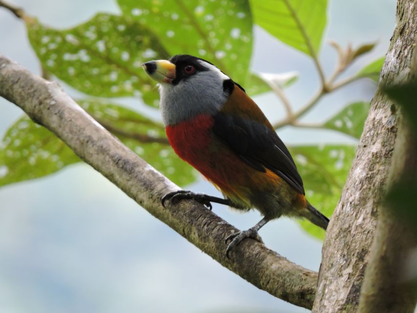 Cali: Bird Watching in The San Antonio Fog Forest - Accessibility and who this tour fits best
