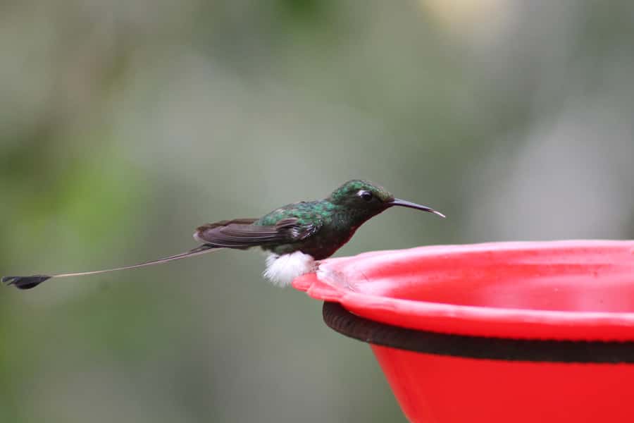 Cali: Hummingbird Watching & Photography Tour - Key things to know before you go