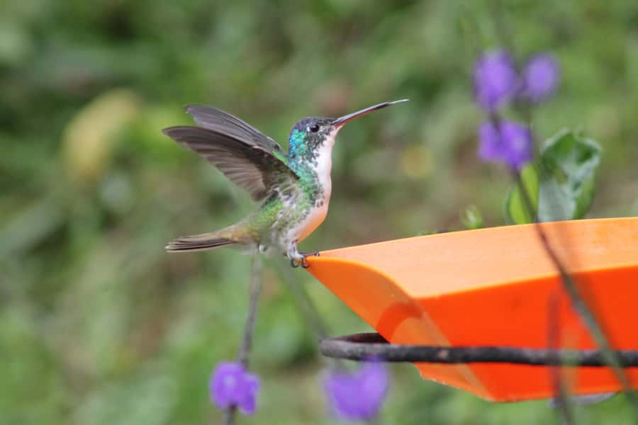 Cali: Hummingbird Watching & Photography Tour - Why Cali’s west mountains deliver a different kind of bird trip
