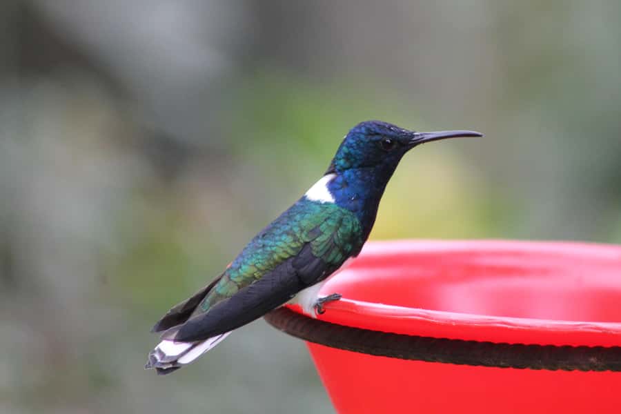 Cali: Hummingbird Watching & Photography Tour - The ride from Cali: timed, comfortable, and not a full-day slog