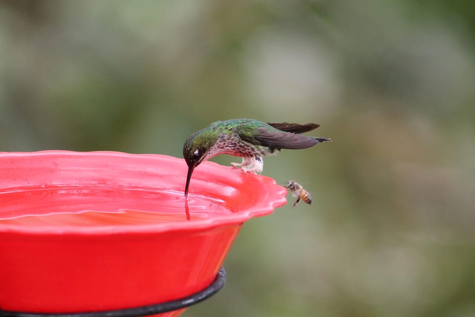 Cali: Hummingbird Watching & Photography Tour - Stop-by-stop: how the 4 hours usually plays out