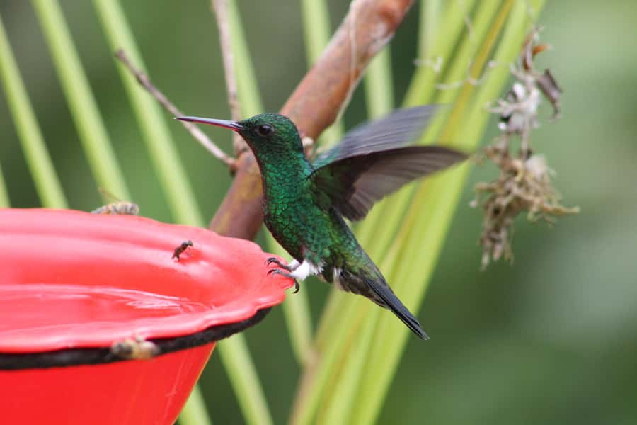 Cali: Hummingbird Watching & Photography Tour - Birdwatching time: getting good views in limited hours