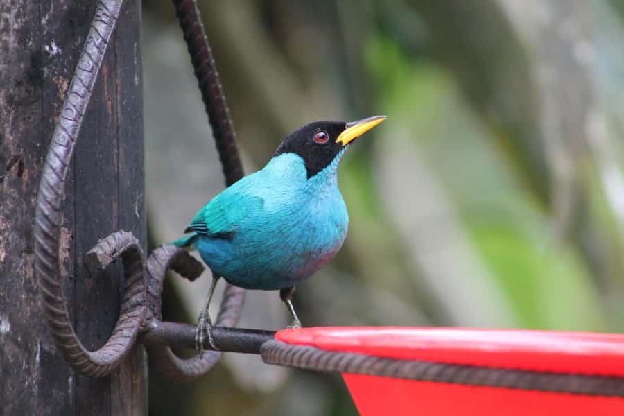 Cali: Hummingbird Watching & Photography Tour - Photography notes: how to shoot hummingbirds without losing your mind
